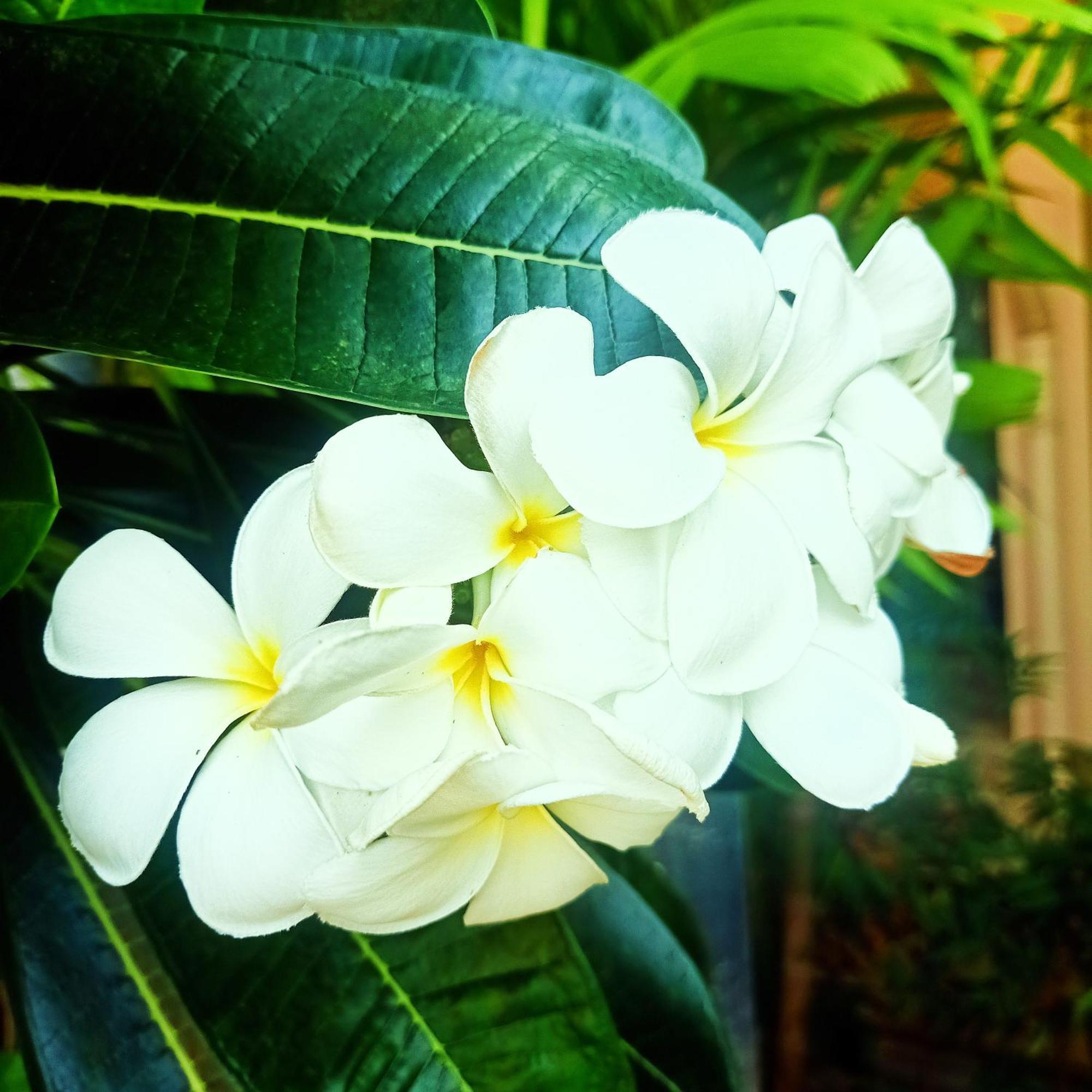 צ'יאנג קונג Siam Tara Resort Chiangkhong מראה חיצוני תמונה