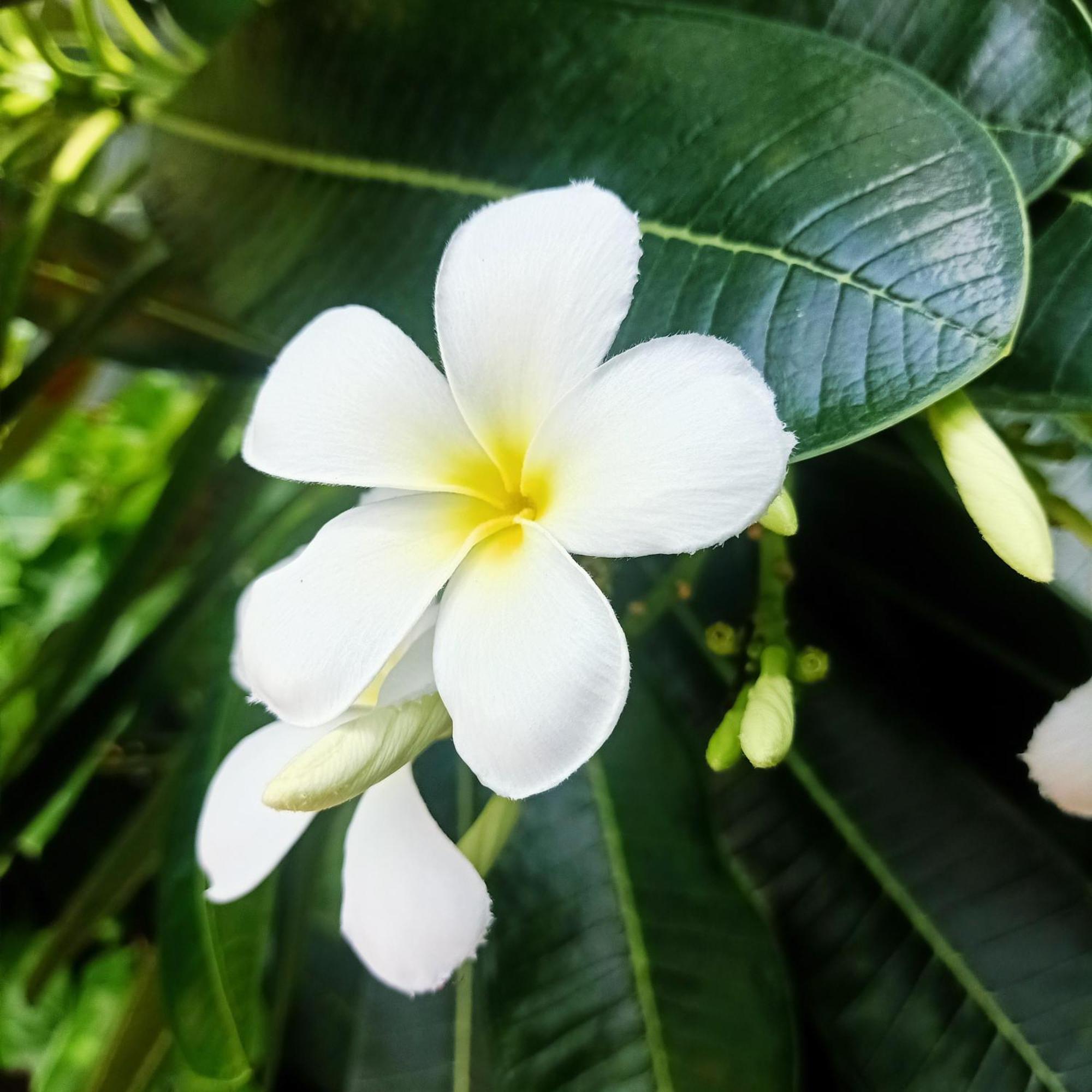 צ'יאנג קונג Siam Tara Resort Chiangkhong חדר תמונה